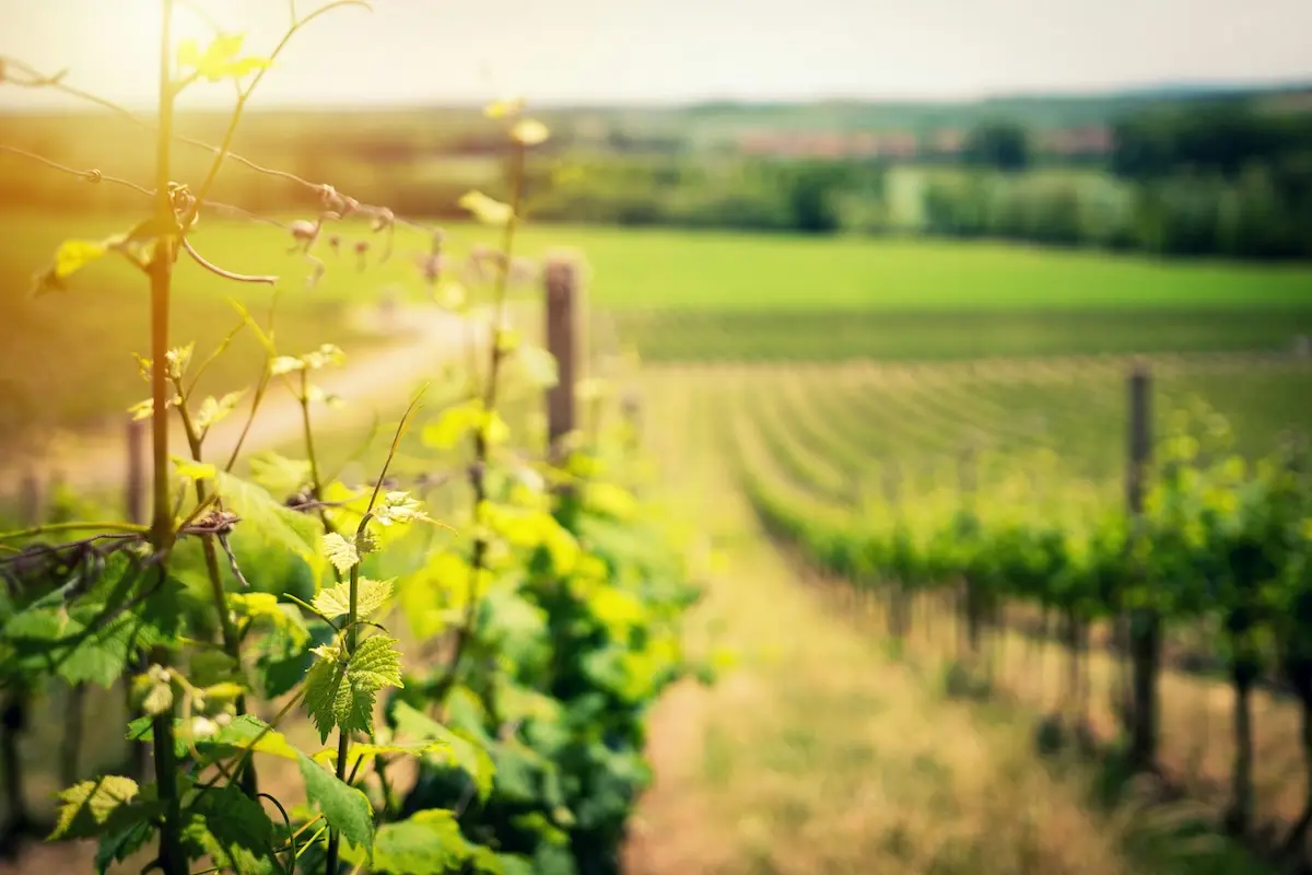 Änderungen zu den Weinkennzeichnungsvorschriften