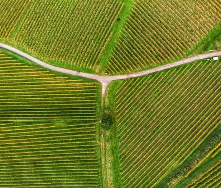 Road through the vineyards